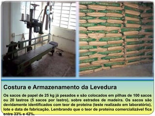 Costura e Armazenamento da Levedura
Os sacos de papel de 25 kg já pesados e são colocados em pilhas de 100 sacos
ou 20 lastros (5 sacos por lastro), sobre estrados de madeira. Os sacos são
devidamente identificados com teor de proteína (teste realizado em laboratório),
lote e data de fabricação. Lembrando que o teor de proteína comercializável fica
entre 33% e 42%.
 