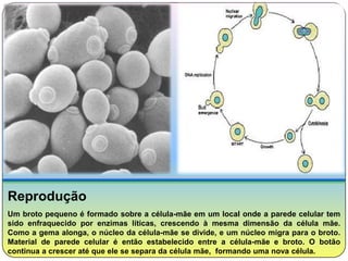 Reprodução
Um broto pequeno é formado sobre a célula-mãe em um local onde a parede celular tem
sido enfraquecido por enzimas líticas, crescendo à mesma dimensão da célula mãe.
Como a gema alonga, o núcleo da célula-mãe se divide, e um núcleo migra para o broto.
Material de parede celular é então estabelecido entre a célula-mãe e broto. O botão
continua a crescer até que ele se separa da célula mãe, formando uma nova célula.
 