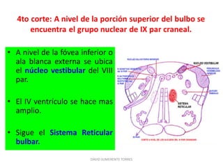 • A nivel de la fóvea inferior o
ala blanca externa se ubica
el núcleo vestibular del VIII
par.
• El IV ventrículo se hace mas
amplio.
• Sigue el Sistema Reticular
bulbar.
DAVID SUMERENTE TORRES
 