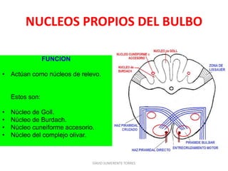 NUCLEOS PROPIOS DEL BULBO
FUNCION
• Actúan como núcleos de relevo.
Estos son:
• Núcleo de Goll.
• Núcleo de Burdach.
• Núcleo cuneiforme accesorio.
• Núcleo del complejo olivar.
DAVID SUMERENTE TORRES
 