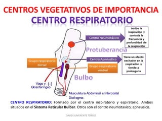 CENTRO RESPIRATORIO: Formado por el centro inspiratorio y espiratorio. Ambos
situados en el Sistema Reticular Bulbar. Otros son el centro neumotaxico, apneusico.
DAVID SUMERENTE TORRES
CENTROS VEGETATIVOS DE IMPORTANCIA
 