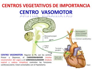 CENTRO VASOMOTOR
CENTRO VASOMOTOR: Regulan la PA, con los centros
Presor y Depresor, el CARDIOINHIBIDOR (núcleo
visceromotor del vago) y el CARDIOACELERADOR (medula
espinal y cadena simpática) controlan las funciones
cardiovasculares. Estan conectados con el hipotalamo.
CENTROS VEGETATIVOS DE IMPORTANCIA
 