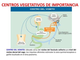 CENTRO DEL VOMITO
CENTRO DEL VOMITO: Ubicado cerca del núcleo del fascículo solitario y a nivel del
núcleo dorsal del vago. Los impulsos aferentes estimulan la zona quimiorreceptora o
gatillo localizado en el área postrema.
CENTROS VEGETATIVOS DE IMPORTANCIA
 