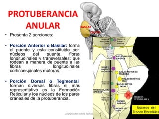 PROTUBERANCIA
ANULAR
• Presenta 2 porciones:
• Porción Anterior o Basilar: forma
el puente y esta constituido por:
núcleos del puente, fibras
longitudinales y transversales; que
rodean a manera de puente a las
fibras longitudinales
corticoespinales motoras.
• Porción Dorsal o Tegmental:
forman diversas fibras el mas
representativo es la Formación
Reticular y los núcleos de los pares
craneales de la protuberancia.
CALOTA
BASILAR
DAVID SUMERENTE TORRES
 