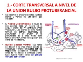 1.- CORTE TRANSVERSAL A NIVEL DE
LA UNION BULBO PROTUBERANCIAL
• Se observa la presencia de los Núcleos
Dorsal y Ventral del VIII (8vo) par
craneal.
• El Núcleo Coclear Dorsal a través de
sus axones hace un relieve en el
ángulo lateral del IV ventrículo (Área
Vestibular). Los axones de este núcleo
forman las estrías acústicas, se
profundizan y se cruzan en la
profundidad de la línea media para
formar el SARA, otras fibras pasan a la
cinta de Reil lateral.
• Núcleo Coclear Ventral: sus fibras
se dirigen a la línea media donde se
entrecruza formando el núcleo del cpo
trapezoide, ascienden formando la
cinta de Reil lateral o lemnisco lateral.
Este núcleo recibe fibras del ganglio
de Corti del caracol.
DAVID SUMERENTE TORRES
 