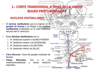 1.- CORTE TRANSVERSAL A NIVEL DE LA UNION
BULBO PROTUBERANCIAL
NUCLEOS VESTIBULARES
• El nervios vestibulares que se originan en el
ganglio de Scarpa y se dirigen a los núcleos
vestibulares localizados en el área vestibular
del piso del IV ventrículo.
• Estos Núcleos Vestibulares son 4:
1. N. Vestibular superior o de BECHTEREW.
2. N. Vestibular medial o de SCHWALBE.
3. N. Vestibular lateral o de DEITERS.
4. N. Vestibular inferior de GILLIS.
• Fibra Aferente: Viene del ganglio vestibular de
Scarpa.
• Fibras Eferentes: Van a la vía
vestibulocerebelosas y haces vestíbulo
espinales.
DAVID SUMERENTE TORRES
 