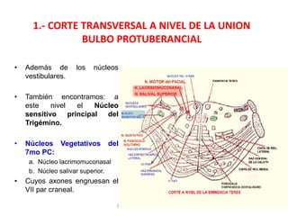 1.- CORTE TRANSVERSAL A NIVEL DE LA UNION
BULBO PROTUBERANCIAL
• Además de los núcleos
vestibulares.
• También encontramos: a
este nivel el Núcleo
sensitivo principal del
Trigémino.
• Núcleos Vegetativos del
7mo PC:
a. Núcleo lacrimomuconasal
b. Núcleo salivar superior.
• Cuyos axones engruesan el
VII par craneal.
DAVID SUMERENTE TORRES
 