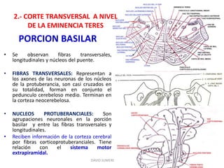 2.- CORTE TRANSVERSAL A NIVEL
DE LA EMINENCIA TERES
PORCION BASILAR
• Se observan fibras transversales,
longitudinales y núcleos del puente.
• FIBRAS TRANSVERSALES: Representan a
los axones de las neuronas de los núcleos
de la protuberancia, son casi cruzados en
su totalidad, forman en conjunto el
pedunculo cerebeloso medio. Terminan en
la corteza neocerebelosa.
• NUCLEOS PROTUBERANCIALES: Son
agrupaciones neuronales en la porción
basilar y entre las fibras transversales y
longitudinales.
• Reciben información de la corteza cerebral
por fibras corticoprotuberanciales. Tiene
relación con el sistema motor
extrapiramidal.
DAVID SUMERENTE TORRES
 
