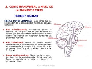 2.- CORTE TRANSVERSAL A NIVEL DE
LA EMINENCIA TERES
PORCION BASILAR
• FIBRAS LONGITUDINALES: Son fibras que se
desprenden de la corteza crbal motora, se agrupan
en haces:
a. Haz Corticoespinal: descienden desde la
corteza, en su paso por la protuberancia se
disocia por las fibras transversales y en la parte
inferior del puente, se reagrupan formando las
pirámides bulbares.
b. Haz Geniculado: Desde la corteza motora
desciende con a para terminar paulatinamente en
el mesencéfalo formando los pares III y IV,
protuberancia (V, VI y VII), y el resto forma el IX,
X, XI y XII.
c. Haces corticopontinos: Nacen en la corteza y
terminan en la protuberancia; llamándose vía
fronto – parieto – occipito - temporo -
protuberanciales.
DAVID SUMERENTE TORRES
 