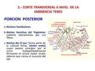 2.- CORTE TRANSVERSAL A NIVEL DE LA
EMINENCIA TERES
PORCION POSTERIOR
a.Núcleos Vestibulares.
b.Núcleo Sensitivo del Trigémino:
cubierto lateralmente por sus
fibras.
c. Núcleo del VI par: forma parte de
la coliculo facial, núcleo motor
cuyos axones emergen por el
surco bulboprotuberancial
formando el nervio motor ocular
externo que inerva el musculo del
ojo.
 