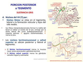 PORCION POSTERIOR
o TEGMENTO
SUSTANCIA GRIS
d. Núcleos del VII (7) par:
 Núcleo Motor se sitúa en el tegmento,
lateral a la formación reticular y lejos del
rafe medio.
• Sus fibras interprotuberanciales forman la rodilla del
facial al rodear al núcleo de VI par, emerge por la
fosita lateral del surco bulboprotuberancial 
trayecto petroso  agujero estilomastoideo 
inerva la cara.
• Los núcleos lacrimomuconasal y salival
superior se ubican posterior y lateral al
tegmento.
a. El Núcleo lacrimomuconasal inerva la mucosa
nasal, senos paranasales y glándula lacrimal.
b. El Núcleo salival superior inerva las glándulas
salivales lingual y submaxilar.
DAVID SUMERENTE TORRES
 