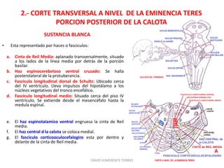 2.- CORTE TRANSVERSAL A NIVEL DE LA EMINENCIA TERES
PORCION POSTERIOR DE LA CALOTA
SUSTANCIA BLANCA
• Esta representado por haces o fasciculos:
a. Cinta de Reil Media: aplanado transversalmente, situado
a los lados de la línea media por detrás de la porción
basilar.
b. Haz espinocerebeloso ventral cruzado: Se halla
posterolateral de la protuberancia.
c. Fasciculo longitudinal dorsal de Schultz: Ubicado cerca
del IV ventrículo. Lleva impulsos del hipotálamo a los
núcleos vegetativos del tronco encefálico.
d. Fascículo longitudinal medio: Situado cerca del piso IV
ventrículo. Se extiende desde el mesencéfalo hasta la
medula espinal.
e. El haz espinotalamico ventral engruesa la cinta de Reil
media.
f. El haz central d la calota se coloca medial.
g. El fasciculo corticooculocefalogiro esta por dentro y
delante de la cinta de Reil media.
DAVID SUMERENTE TORRES
A
 