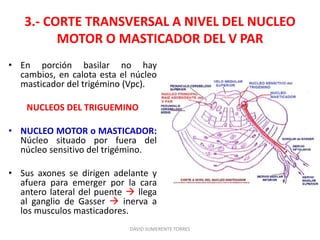 3.- CORTE TRANSVERSAL A NIVEL DEL NUCLEO
MOTOR O MASTICADOR DEL V PAR
• En porción basilar no hay
cambios, en calota esta el núcleo
masticador del trigémino (Vpc).
NUCLEOS DEL TRIGUEMINO
• NUCLEO MOTOR o MASTICADOR:
Núcleo situado por fuera del
núcleo sensitivo del trigémino.
• Sus axones se dirigen adelante y
afuera para emerger por la cara
antero lateral del puente  llega
al ganglio de Gasser  inerva a
los musculos masticadores.
DAVID SUMERENTE TORRES
 