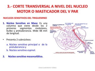 3.- CORTE TRANSVERSAL A NIVEL DEL NUCLEO
MOTOR O MASTICADOR DEL V PAR
NUCLEOS SENSITIVOS DEL TRIGUEMINO
1. Núcleo Sensitivo en Maza: Es una
columna que viene desde los 2
primeros segmentos medulares,
bulbo y protuberancia. Mide 48 mm
de longitud.
• Presenta 2 subnúcleos:
a. Núcleo sensitivo principal o de la
protuberancia y
b. Núcleo sensitivo espinal.
2. Núcleo sensitivo mesencefálico.
DAVID SUMERENTE TORRES
 