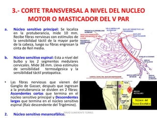3.- CORTE TRANSVERSAL A NIVEL DEL NUCLEO
MOTOR O MASTICADOR DEL V PAR
a. Núcleo sensitivo principal: Se localiza
en la protuberancia, mide 10 mm.
Recibe fibras nerviosas con estímulos de
la sensibilidad táctil de la mayor parte
de la cabeza, luego su fibras engrosan la
cinta de Reil media.
b. Núcleo sensitivo espinal: Esta a nivel del
bulbo y los 2 segmentos medulares
cervicales. Mide 38 mm. Lleva estímulos
de sensibilidad termoalgesica y la
sensibilidad táctil protopatica.
• Las fibras nerviosas que vienen del
Ganglio de Gasser, después que ingresan
a la protuberancia se dividen en 2 fibras:
Ascendentes cortas que termina en el
núcleo sensitivo principal y Descendentes
largas que termina en el núcleo sensitivo
espinal (Raíz descendente del Trigémino).
2. Núcleo sensitivo mesencefálico.
DAVID SUMERENTE TORRES
 