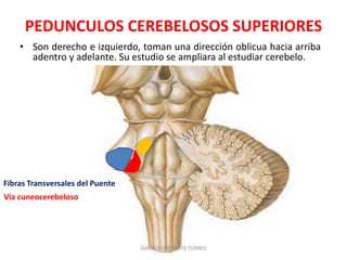 PEDUNCULOS CEREBELOSOS SUPERIORES
• Son derecho e izquierdo, toman una dirección oblicua hacia arriba
adentro y adelante. Su estudio se ampliara al estudiar cerebelo.
DAVID SUMERENTE TORRES
Via cuneocerebeloso
Fibras Transversales del Puente
 
