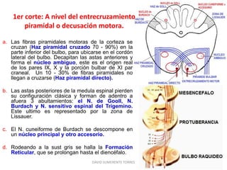 a. Las fibras piramidales motoras de la corteza se
cruzan (Haz piramidal cruzado 70 - 90%) en la
parte inferior del bulbo, para ubicarse en el cordón
lateral del bulbo. Decapitan las astas anteriores y
forma el núcleo ambiguo, este es el origen real
de los pares IX, X y la porción bulbar de XI par
craneal. Un 10 - 30% de fibras piramidales no
llegan a cruzarse (Haz piramidal directo).
b. Las astas posteriores de la medula espinal pierden
su configuración clásica y forman de adentro a
afuera 3 abultamientos: el N. de Gooll, N.
Burdach y N. sensitivo espinal del Trigemino.
Este ultimo es representado por la zona de
Lissauer.
c. El N. cuneiforme de Burdach se descompone en
un núcleo principal y otro accesorio.
d. Rodeando a la sust gris se halla la Formación
Reticular, que se prolongan hasta el diencéfalo.
DAVID SUMERENTE TORRES
1er corte: A nivel del entrecruzamiento
piramidal o decusación motora.
 
