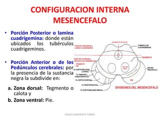• Porción Posterior o lamina
cuadrigemina: donde están
ubicados los tubérculos
cuadrigeminos.
• Porción Anterior o de los
Pedúnculos cerebrales: por
la presencia de la sustancia
negra la subdivide en:
a. Zona dorsal: Tegmento o
calota y
b. Zona ventral: Pie.
DAVID SUMERENTE TORRES
CONFIGURACION INTERNA
MESENCEFALO
 