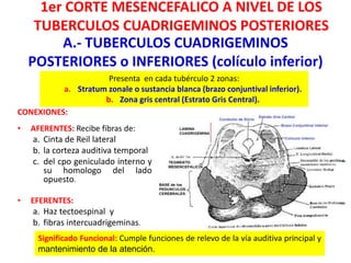 A.- TUBERCULOS CUADRIGEMINOS
POSTERIORES o INFERIORES (colículo inferior)
CONEXIONES:
• AFERENTES: Recibe fibras de:
a. Cinta de Reil lateral
b. la corteza auditiva temporal
c. del cpo geniculado interno y
su homologo del lado
opuesto.
• EFERENTES:
a. Haz tectoespinal y
b. fibras intercuadrigeminas.
DAVID SUMERENTE TORRES
Presenta en cada tubérculo 2 zonas:
a. Stratum zonale o sustancia blanca (brazo conjuntival inferior).
b. Zona gris central (Estrato Gris Central).
Significado Funcional: Cumple funciones de relevo de la vía auditiva principal y
mantenimiento de la atención.
1er CORTE MESENCEFALICO A NIVEL DE LOS
TUBERCULOS CUADRIGEMINOS POSTERIORES
 