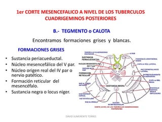 1er CORTE MESENCEFALICO A NIVEL DE LOS TUBERCULOS
CUADRIGEMINOS POSTERIORES
FORMACIONES GRISES
• Sustancia periacueductal.
• Núcleo mesencefálico del V par.
• Núcleo origen real del IV par o
nervio patético.
• Formación reticular del
mesencéfalo.
• Sustancia negra o locus niger.
DAVID SUMERENTE TORRES
B.- TEGMENTO o CALOTA
Encontramos formaciones grises y blancas.
 
