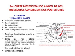 1er CORTE MESENCEFALICO A NIVEL DE LOS
TUBERCULOS CUADRIGEMINOS POSTERIORES
• Fascículo longitudinal medio o
posterior.
• Cinta de Reil lateral
(Entrecruzamiento medial de fibras de los
núcleos cocleares que forman el lemnisco
lateral o Reil lateral y constituye la vía
acústica central).
• Haz espinotalamico lateral.
• Cinta de Reil media.
B.- TEGMENTO
FORMACIONES BLANCAS
 Pedúnculos cerebelosos superiores.
 Haz rubroespinal.
 Haz tectoespinal.
 Haz central de la calota.
 Fascículo longitudinal dorsal de Schutz.
 