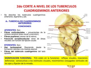 2do CORTE A NIVEL DE LOS TUBERCULOS
CUADRIGEMINOS ANTERIORES
• Se describe los tubérculos cuadrigeminos
anteriores, tegmento y pie.
A.- TUBERCULOS CUADRIGEMINOS
ANTERIORES
CONEXIONES:
AFERENTES: Son
• Fibras corticotectales – provenientes de la
corteza cerebral (área visual y premotor).
• Fibras pupilares (vienen de la retina).
• Fascículo occipitocolicular viene de áreas
visuales con función de fijación ocular.
EFERENTES: Son:
• Haz tectoespinal. Desciende desde la
formación reticular a la medula espinal.
• Fibras del tubérculo cuadrigemino del lado
opuesto.
SIGNIFICACION FUNCIONAL: TCA están en la funciones reflejas visuales, reacciones
defensivas consecutivas a los estímulos visuales, movimientos conjugados verticales de
los ojos y fijación de la mirada.
 