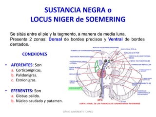 SUSTANCIA NEGRA o
LOCUS NIGER de SOEMERING
CONEXIONES
• AFERENTES: Son
a. Corticonigricas.
b. Palidonigras.
c. Estrionigras.
• EFERENTES: Son
a. Globus pálido.
b. Núcleo caudado y putamen.
Se sitúa entre el pie y la tegmento, a manera de media luna.
Presenta 2 zonas: Dorsal de bordes precisos y Ventral de bordes
dentados.
DAVID SUMERENTE TORRES
 