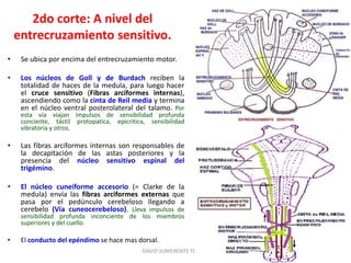2do corte: A nivel del
entrecruzamiento sensitivo.
• Se ubica por encima del entrecruzamiento motor.
• Los núcleos de Goll y de Burdach reciben la
totalidad de haces de la medula, para luego hacer
el cruce sensitivo (Fibras arciformes internas),
ascendiendo como la cinta de Reil media y termina
en el núcleo ventral posterolateral del talamo. Por
esta vía viajan impulsos de sensibilidad profunda
conciente, táctil protopatica, epicritica, sensibilidad
vibratoria y otros.
• Las fibras arciformes internas son responsables de
la decapitación de las astas posteriores y la
presencia del núcleo sensitivo espinal del
trigémino.
• El núcleo cuneiforme accesorio (= Clarke de la
medula) envía las fibras arciformes externas que
pasa por el pedúnculo cerebeloso llegando a
cerebelo (Vía cuneocerebeloso). Lleva impulsos de
sensibilidad profunda inconciente de los miembros
superiores y del cuello.
• El conducto del epéndimo se hace mas dorsal.
DAVID SUMERENTE TORRES
 