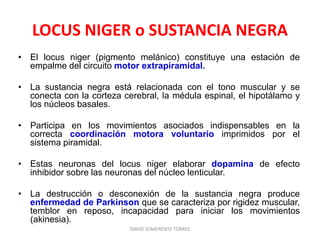 LOCUS NIGER o SUSTANCIA NEGRA
• El locus niger (pigmento melánico) constituye una estación de
empalme del circuito motor extrapiramidal.
• La sustancia negra está relacionada con el tono muscular y se
conecta con la corteza cerebral, la médula espinal, el hipotálamo y
los núcleos basales.
• Participa en los movimientos asociados indispensables en la
correcta coordinación motora voluntario imprimidos por el
sistema piramidal.
• Estas neuronas del locus niger elaborar dopamina de efecto
inhibidor sobre las neuronas del núcleo lenticular.
• La destrucción o desconexión de la sustancia negra produce
enfermedad de Parkinson que se caracteriza por rigidez muscular,
temblor en reposo, incapacidad para iniciar los movimientos
(akinesia).
DAVID SUMERENTE TORRES
 