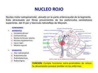 NUCLEO ROJO
CONEXIONES
• AFERENTES:
a. Cerebelorubricas.
b. Corticorubricas.
c. Núcleo lenticular, talamo.
d. Núcleos hipotalamicos.
e. Locus niger.
f. Medula espinal.
• EFERENTES:
a. Haz rubroespinal.
b. Rubroreticular.
c. Rubrotalamicas.
d. Rubronigras.
Núcleo motor extrapiramidal, ubicado en la parte anterocaudal de la tegmento.
Esta atravesado por fibras provenientes de los pedúnculos cerebelosos
superiores, del III par y fascículo retroreflejo de Meynert.
FUNCION: Cumple funciones extra-piramidales de relevo.
Su desconexión provoca temblor en los enfermos.
 