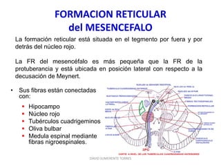 FORMACION RETICULAR
del MESENCEFALO
• Sus fibras están conectadas
con:
 Hipocampo
 Núcleo rojo
 Tubérculos cuadrigeminos
 Oliva bulbar
 Medula espinal mediante
fibras nigroespinales.
DAVID SUMERENTE TORRES
La formación reticular está situada en el tegmento por fuera y por
detrás del núcleo rojo.
La FR del mesencéfalo es más pequeña que la FR de la
protuberancia y está ubicada en posición lateral con respecto a la
decusación de Meynert.
 