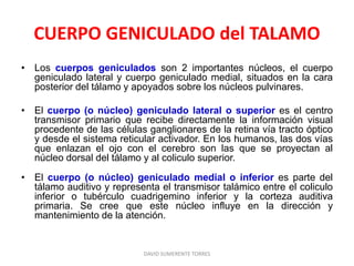 CUERPO GENICULADO del TALAMO
• Los cuerpos geniculados son 2 importantes núcleos, el cuerpo
geniculado lateral y cuerpo geniculado medial, situados en la cara
posterior del tálamo y apoyados sobre los núcleos pulvinares.
• El cuerpo (o núcleo) geniculado lateral o superior es el centro
transmisor primario que recibe directamente la información visual
procedente de las células ganglionares de la retina vía tracto óptico
y desde el sistema reticular activador. En los humanos, las dos vías
que enlazan el ojo con el cerebro son las que se proyectan al
núcleo dorsal del tálamo y al coliculo superior.
• El cuerpo (o núcleo) geniculado medial o inferior es parte del
tálamo auditivo y representa el transmisor talámico entre el coliculo
inferior o tubérculo cuadrigemino inferior y la corteza auditiva
primaria. Se cree que este núcleo influye en la dirección y
mantenimiento de la atención.
DAVID SUMERENTE TORRES
 