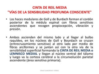 CINTA DE REIL MEDIA
"VÍAS DE LA SENSIBILIDAD PROFUNDA CONSCIENTE"
• Los haces medulares de Goll y de Burdach forman el cordón
posterior de la médula espinal con fibras sensitivas
ascendentes que recogen propiocepción, vibración y
presión.
• Ambos ascienden del mismo lado y al llegar al bulbo
raquídeo, en los núcleos de Goll y Bourdach se cruzan
(entrecruzamiento sensitivo) al otro lado por medio de
fibras arciformes y se juntan así con la otra vía de la
sensibilidad superficial formando la CINTA DE REIL MEDIA o
LEMNISCO MEDIAL y llegan al núcleo ventral del tálamo
y luego va la corteza cerebral a la circunvolución parietal
ascendente (área sensitiva primaria).
DAVID SUMERENTE TORRES
 