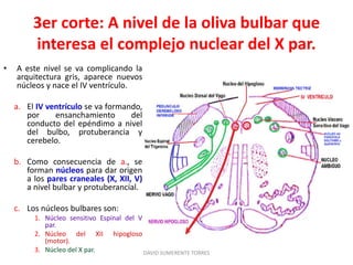3er corte: A nivel de la oliva bulbar que
interesa el complejo nuclear del X par.
• A este nivel se va complicando la
arquitectura gris, aparece nuevos
núcleos y nace el IV ventrículo.
a. El IV ventrículo se va formando,
por ensanchamiento del
conducto del epéndimo a nivel
del bulbo, protuberancia y
cerebelo.
b. Como consecuencia de a., se
forman núcleos para dar origen
a los pares craneales (X, XII, V)
a nivel bulbar y protuberancial.
c. Los núcleos bulbares son:
1. Núcleo sensitivo Espinal del V
par.
2. Núcleo del XII hipogloso
(motor).
3. Núcleo del X par. DAVID SUMERENTE TORRES
 