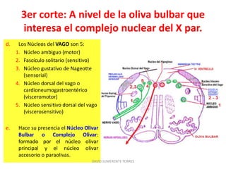 3er corte: A nivel de la oliva bulbar que
interesa el complejo nuclear del X par.
d. Los Núcleos del VAGO son 5:
1. Núcleo ambiguo (motor)
2. Fascículo solitario (sensitivo)
3. Núcleo gustativo de Nageotte
(sensorial)
4. Núcleo dorsal del vago o
cardioneumogastroentérico
(visceromotor)
5. Núcleo sensitivo dorsal del vago
(viscerosensitivo)
e. Hace su presencia el Núcleo Olivar
Bulbar o Complejo Olivar:
formado por el núcleo olivar
principal y el núcleo olivar
accesorio o paraolivas.
DAVID SUMERENTE TORRES
 