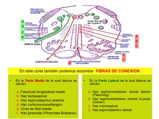• En la Parte Media de la sust blanca se
ubican:
a. Fascículo longitudinal medio
b. Haz tectoespinal
c. Haz espinotalamico anterior
d. Haz corticooculocefalogiro.
e. Cinta de Reil media
f. Haz piramidal (Piramides Bulbares)
• En la Parte Lateral de la sust blanca se
ubican:
a. Haz espinocerebeloso dorsal directo
(Flesching)
b. Haz espinocerebeloso ventral cruzado
(Gower)
c. Haz rubroespinal
d. Haz espinotalamico lateral.
A
B
C
D
E
F
A
D
C
B
En este corte también podemos encontrar FIBRAS DE CONEXION:
 