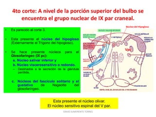 4to corte: A nivel de la porción superior del bulbo se
encuentra el grupo nuclear de IX par craneal.
• Es parecido al corte 3.
• Esta presente el núcleo del hipogloso
(Externamente el Trígono del hipogloso).
• Se hace presente núcleos para el
Glosofaríngeo (IX pc):
a. Núcleo salivar inferior y
b. Núcleo viscerosensitivo o redondo.
– Destinados a la secreción de la glándula
parótida.
c. Núcleos del fascículo solitario y el
gustativo de Nageotte del
glosofaríngeo.
DAVID SUMERENTE TORRES
Esta presente el núcleo olivar.
El núcleo sensitivo espinal del V par.
Vpc
Núcleo del Hipogloso
 