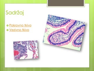Sadržaj
 Pokrovno tkivo
 Vezivno tkivo
 