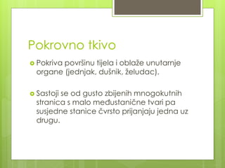 Pokrovno tkivo
 Pokriva površinu tijela i oblaže unutarnje
organe (jednjak, dušnik, želudac).
 Sastoji se od gusto zbijenih mnogokutnih
stranica s malo međustanične tvari pa
susjedne stanice čvrsto prijanjaju jedna uz
drugu.
 