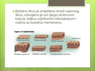 Epitelno tkivo je smješteno iznad vezivnog
tkiva, odvojeno je od njega strukturom
koja je vidljiva svjetlosnim mikroskopom i
naziva se bazalna membrana.
 