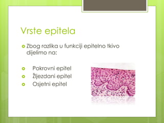 Vrste epitela
 Zbog razlika u funkciji epitelno tkivo
dijelimo na:
 Pokrovni epitel
 Žljezdani epitel
 Osjetni epitel
 