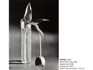 KERTÉSZ, André
Melancholic Tulip, 1939
negative date 1939
printed circa 1970
Gelatin silver print 24.4 × 17.5 cm
 