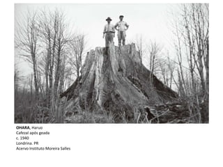 OHARA, Haruo
Cafezal após geada
c. 1940
Londrina. PR
Acervo Instituto Moreira Salles
 