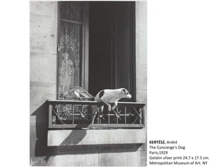 KERTÉSZ, André
The Concierge's Dog
Paris,1929
Gelatin silver print 24.7 x 17.5 cm.
Metropolitan Museum of Art. NY
 
