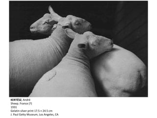 KERTÉSZ, André
Sheep. France (?)
1931
Gelatin silver print 17.5 × 24.5 cm
J. Paul Getty Museum, Los Angeles, CA
 