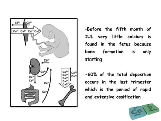 -Before the fifth month of
IUL very little calcium is
found in the fetus because
bone formation is only
starting.
-60% of the total deposition
occurs in the last trimester
which is the period of rapid
and extensive ossification
 