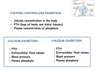 FACTORS CONTROLLING EXCRETION
• Calcium concentration in the body
• PTH (loop of henle and distal tubules)
• Plasma concentration of phosphate
↓CALCIUM EXCRETION
↑ PTH
↓ Extracellular fluid volume
↓ Blood pressure
↑ Plasma phosphate
↑CALCIUM EXCRETION
↓ PTH
↑ Extracellular fluid volume
↑ Blood pressure
↓ Plasma phosphate
 