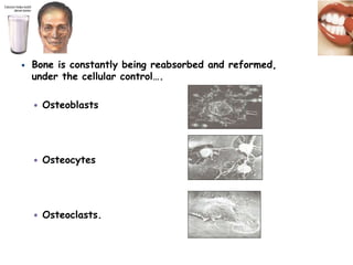  Bone is constantly being reabsorbed and reformed,
under the cellular control….
 Osteoblasts
 Osteocytes
 Osteoclasts.
 