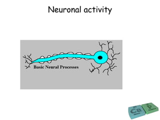 Neuronal activity
 