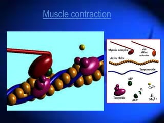 Muscle contraction
 